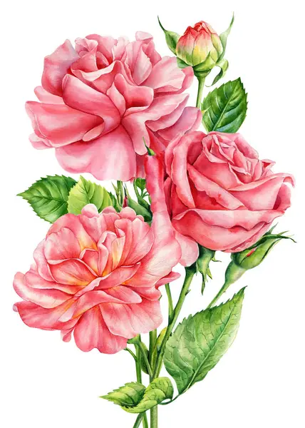 Tomurcukları ve yeşil yaprakları olan üç çiçek açan pembe gülün zarif suluboya çizimi. Romantik botanik çiçekleri. Yüksek kaliteli illüstrasyon