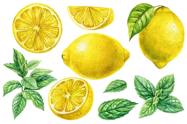 Limon ve yaprak, limon dilimleri, nane yaprakları, mutfak tasarımı için izole edilmiş otlar ve suluboya resimli klip sanatı. Yüksek kaliteli illüstrasyon