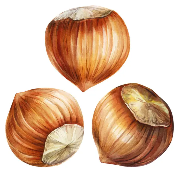 Üç el boyalı kahverengi fındıklı gerçekçi suluboya fındık grubu beyaz, sağlıklı, doğal yiyecek tasarımına izole edilmiş. Yüksek kaliteli illüstrasyon