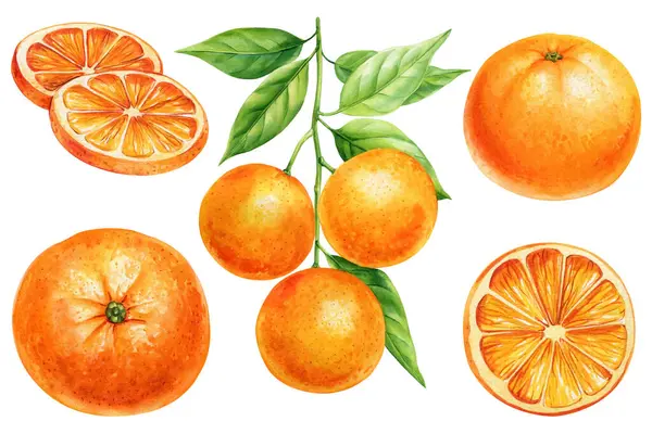 Turuncu takım. Taze taze ve dilimlenmiş yeşil yapraklı portakallar. Beyaz arka plan sanatı üzerine suluboya narenciye koleksiyonu. Yüksek kaliteli illüstrasyon