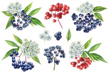 Böğürtlen, beyaz çiçek ve yeşil yapraklı suluboya mürver koleksiyonu, sağlık ve doğa tasarımı için botanik orman illüstrasyonu. Yüksek kaliteli illüstrasyon