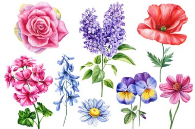 Çiçek, leylak, gelincik, nonoş, papatya da dahil olmak üzere suluboya çiçek seti. Parlak botanik koleksiyonu bitkileri. Yüksek kaliteli illüstrasyon