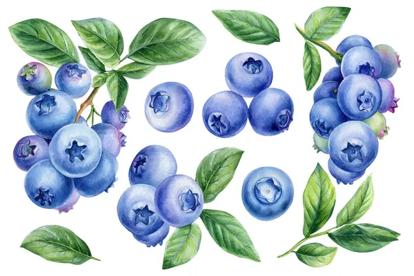 Yeşil yapraklı suluboya olgun yabanmersini seti. Tasarım için beyaz arka planda izole edilmiş el boyalı botanik böğürtlen. Yüksek kaliteli illüstrasyon