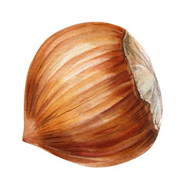 Beyaz sağlıklı yiyeceklere izole edilmiş el boyalı kahverengi fındıklı suluboya fındık doğal botanik çizimi. Yüksek kaliteli illüstrasyon