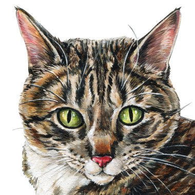 Beyaz arka planda izole edilmiş yeşil gözlü gerçekçi tekir kedi yüzlü akrilik evcil hayvan portresi ayrıntılı kedi resmi. Yüksek kaliteli illüstrasyon