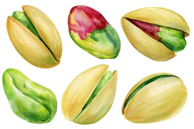 Fıstıklı suluboya seti. Beyaz arka planda el boyası ve fıstık kabuğu. Organik gıda çizimi. Yüksek kaliteli illüstrasyon