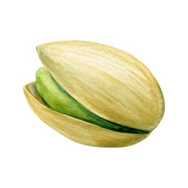 El boyası suluboya fıstıklı kabuk. Tasarımın beyaz arka planındaki gerçekçi botanik çizimi. Yüksek kaliteli illüstrasyon