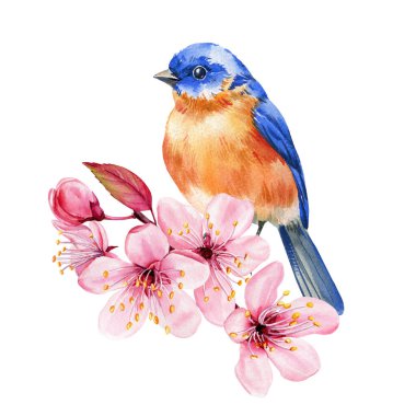 Çiçek açan kiraz dalına tünemiş şirin mavi kuş. Suluboya doğa illüstrasyonu. El boyaması yaz posteri, kartpostal. Yüksek kaliteli illüstrasyon