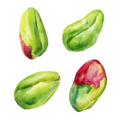 Deniz kabuksuz fıstık. Beyaz arka planda elle boyanmış yeşil çekirdekler. Tasarımın suluboya parçası. Yüksek kaliteli illüstrasyon