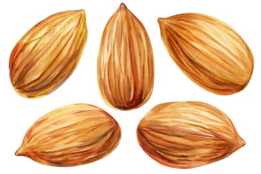 Suluboya Badem İllüstrasyonu Doğal Organik Fındık Çizimi Sağlıklı Çerez Tasarımı Gurmesi. Yüksek kaliteli illüstrasyon