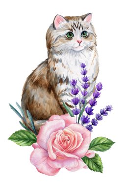 Pembe Gül ve Lavanta Çiçekleri ile suluboya Kedi, Botanik Çiçek Kedi Sanatı, Beyaz Üzerine İzole Sevimli Hayvan Resimleri. Yüksek kaliteli illüstrasyon