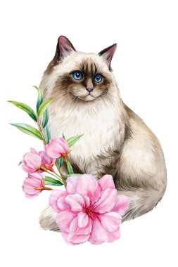 Pembe sakura kiraz çiçekli suluboya Birman kedisi ve beyaz arkaplanda izole edilmiş yeşil yapraklar. Yüksek kaliteli illüstrasyon