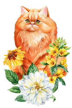 Sarı bahçe çiçekleri ve beyaz yıldız çiçekli suluboya kızıl kedi, botanik illüstrasyon, çiçekli ev dekorasyonu. Yüksek kaliteli illüstrasyon