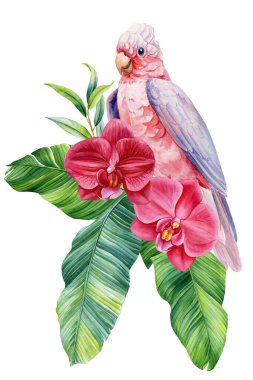 Tropikal Orkide Çiçeği ve Palmiye Yaprağı ile Pembe Papağan, Suluboya Egzotik Kuş Çiçeği İllüstrasyonu. Yüksek kaliteli illüstrasyon
