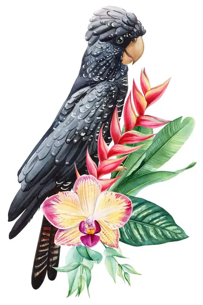 Egzotik tropik çiçekli siyah papağan, botanik suluboya çizimi, Avustralyalı kuş, çiçek kompozisyonu, doğa sanatı. Yüksek kaliteli illüstrasyon