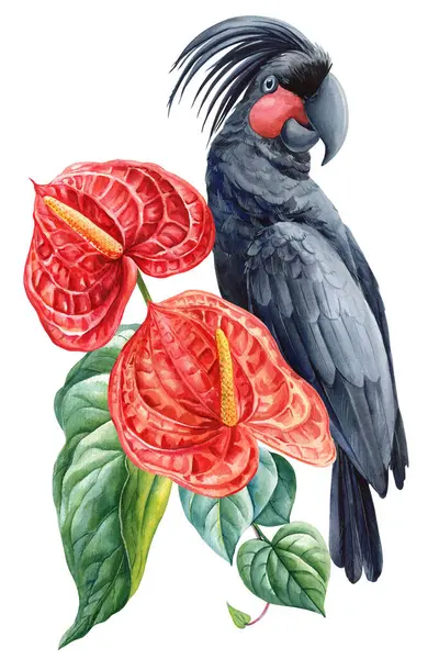 Kırmızı anthurium çiçekleriyle Palm Kakadu, tropikal kuş ve çiçekli suluboya resimli, beyaza izole edilmiş egzotik vahşi yaşam sanatı. Yüksek kaliteli illüstrasyon