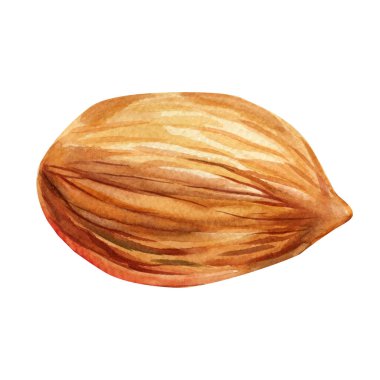 Bütünün suluboya çizimi ve yarım badem. Beyaz arka planda elle boyanmış kahverengi badem fıstıkları. Yüksek kaliteli illüstrasyon