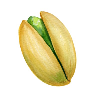 Fıstıklı suluboya seti. Beyaz arka planda el boyası ve fıstık kabuğu. Organik gıda çizimi. Yüksek kaliteli illüstrasyon