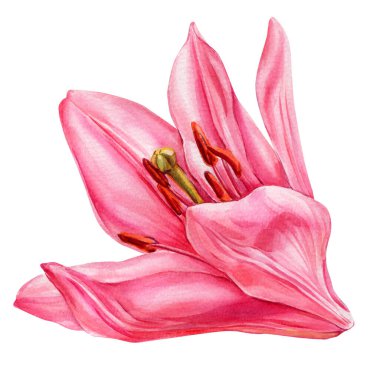 Pembe Lily Çiçeği Bud Watercolor Botanik İllüstrasyon, Narin El Boyalı Çiçek Özeti, Tasarım İçin İzole Doğa Çiçeği. Yüksek kaliteli illüstrasyon