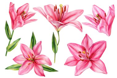Pembe zambak çiçekleri suluboya seti, elle boyanmış botanik çiçekli illüstrasyon, bahar yaz dekoru, tasarım için izole bir klişe. Yüksek kaliteli illüstrasyon