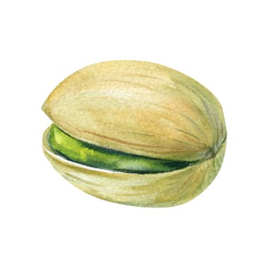 Kabuklu fıstıklı suluboya şam fıstığı, tek yeşil şam fıstığı, elle boyanmış gerçekçi yemek illüstrasyonu, izole aperatif klipsi. Yüksek kaliteli illüstrasyon