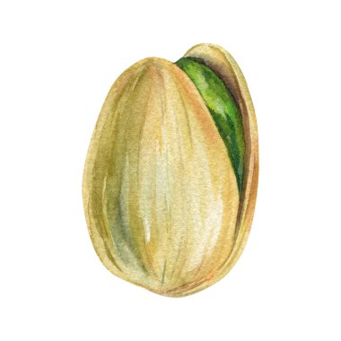 Kabuklu fındıklı suluboya şam fıstığı, elle boyanmış tek yeşil şam fıstığı, izole edilmiş gerçekçi bir yiyecek klubü, sağlıklı abur cubur çizimi. Yüksek kaliteli illüstrasyon