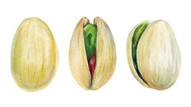 Fıstıklı suluboya fındık üçlüsü, kabuklu el yapımı fıstık, beyaz arka planda izole edilmiş sağlıklı vegan atıştırmalık klipsi. Yüksek kaliteli illüstrasyon