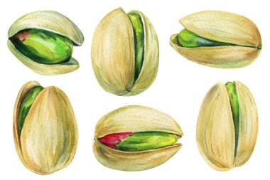 Fıstıklı suluboya seti, kabuklu yeşil şam fıstığı, elle boyanmış yemek çizimi, sağlıklı atıştırmalık klipsi, izole edilmiş. Yüksek kaliteli illüstrasyon