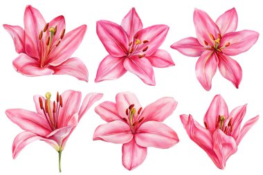 Suluboya pembe zambak seti, el boyası botanik çiçek koleksiyonu, münzevi zambak çiçekleri kliması, zarif bahar çiçekleri tasarımı. Yüksek kaliteli illüstrasyon