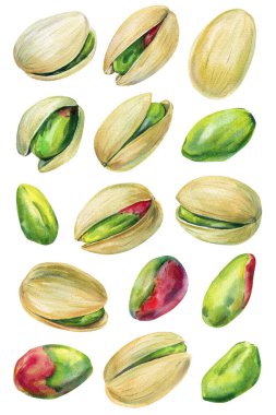 Fıstıklı suluboya seti, kabuklu ve çekirdekli el boyası yeşil şam fıstığı, beyaz arka planda izole edilmiş sağlıklı atıştırmalık klipsi. Yüksek kaliteli illüstrasyon
