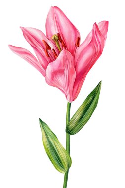 Pembe Zambak Çiçeği Kökü Botanik İllüstrasyon, El Boyalı Çiçek Özeti, Yeşil Yapraklı Ayrı Zarif Çiçek. Yüksek kaliteli illüstrasyon