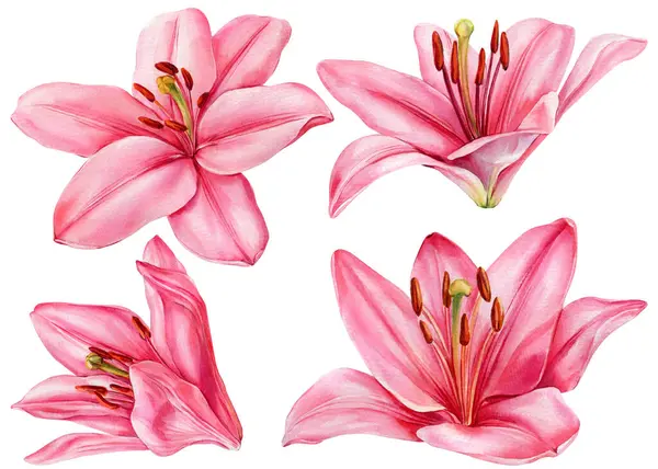 Pembe Lily Çiçekleri Suluboya Seti, El Boyalı Çiçek Botanik Koleksiyonu, Düğün Davetiyesi Tasarımı İçin Ayrı Çiçekler. Yüksek kaliteli illüstrasyon