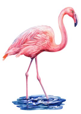 Suluboya flamingo kuş çizimi, suyun içinde duran pembe tropikal kuş, el boyaması vahşi yaşam sanatı, izole edilmiş egzotik hayvan. Yüksek kaliteli illüstrasyon