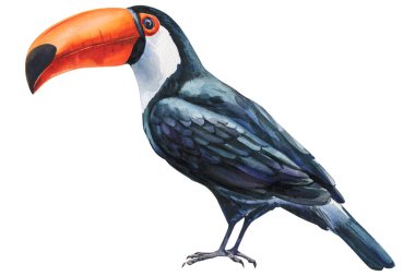Suluboya Tukan kuş çizimi, parlak turuncu gagalı tropikal egzotik hayvan, beyaza izole edilmiş elle boyanmış vahşi yaşam sanatı. Yüksek kaliteli illüstrasyon