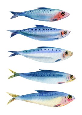 Suluboya sardalya resimleri, beş mavi balık seti, el boyaması deniz ürünleri, taze okyanus balığı, izole edilmiş klima, deniz hayvanı sanatı. Yüksek kaliteli illüstrasyon