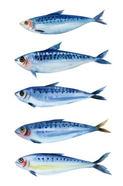 Suluboya mavi sardalya seti, beş okyanus balığı koleksiyonu, el boyaması deniz ürünleri çizimi, deniz hayvanı kliması, izole edilmiş sanat. Yüksek kaliteli illüstrasyon