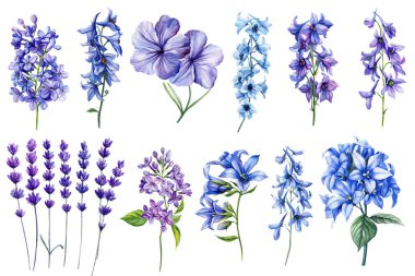 İzole edilmiş arka planda bir dizi suluboya çiçek. Mavi desenli çiçekler, mor lavanta, leylak. Yaz çiçeği klipsi. Yüksek kaliteli illüstrasyon