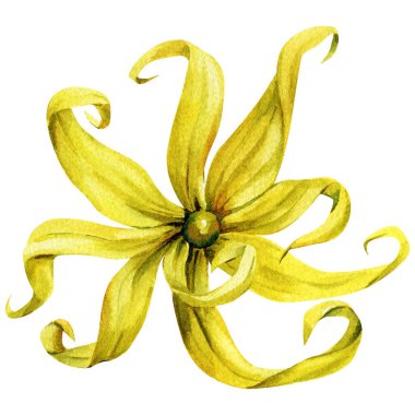 En İyi Görünüm Ylang Ylang Watercolor Çiçeği, kıvrık sarı yapraklı, egzotik botanik spa parfümü ve organik aromaterapi tasarımı. Yüksek kaliteli illüstrasyon