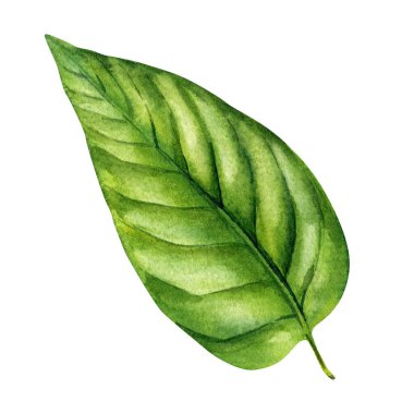 Ylang Ylang Tek Yaprak Suluboya Botanik Çizimi Çevre Organik Cilt ve Doğal Spa Tasarımı için Tropikal Yeşil Yapraklar. Yüksek kaliteli illüstrasyon