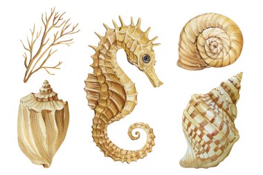 Watercolor Seahorse ve Shells Clipart Mercan ve Deniz Detaylı Kahverengi Okyanus Elementleri tasarım projeleri için. Yüksek kaliteli illüstrasyon