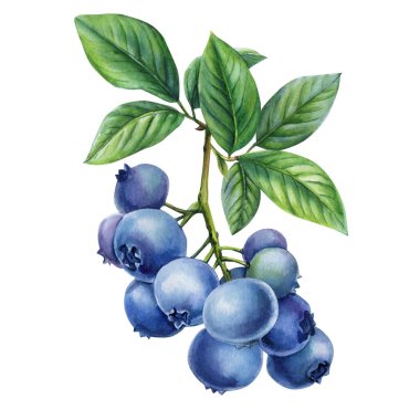 Bahçe Tasarımı ve Paketleme Etiketleri Mutfağı için Yaprakları Olgun Botanik Meyve İllüstrasyonu ile suluboya Yabanmersini Şubesi. Yüksek kaliteli illüstrasyon