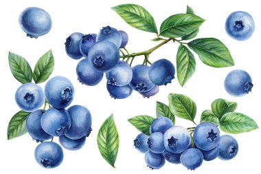 Böğürtlen ve Yaprak Boyalı Böğürtlen Tırmanışı Yaz Tarifleri Paket Tasarımı ve Mutfak Dekorasyonu için El Boyalı Meyve Koleksiyonu. Yüksek kaliteli illüstrasyon