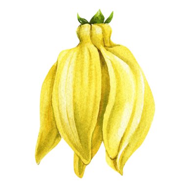 Ylang Ylang Suluboya Çiçeği, Kaburgalı Sarı Yapraklar ve Yeşil Calyx Tropikal Botanik Zirvesi Doğal Spa ve Parfüm Tasarımı. Yüksek kaliteli illüstrasyon
