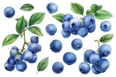Böğürtlen ve Yeşil Yapraklar Taze Yaz Meyve Toplama Gıda Paketleri ve Mutfak Dekorasyonu ile suluboya Blueberry Clipart Set. Yüksek kaliteli illüstrasyon