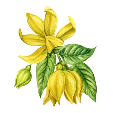 Yeşil tomurcuklu ve tropikal yapraklı Ylang ylang çiçeği. Petrol etiketleri ve doğal kozmetikler için suluboya botanik çizimler. Yüksek kaliteli illüstrasyon