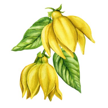 Yeşil yapraklı ylang ylang tropikal çiçek tomurcukları doğal kozmetik yağları ve spa ambalajları için suluboya botanik çizimler. Yüksek kaliteli illüstrasyon