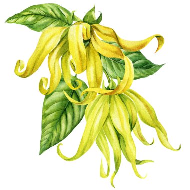 Güzel tropikal sarı çiçek ylang ylang ylang izole beyaz zemin üzerine suluboya botanik resim. Yüksek kaliteli illüstrasyon