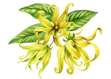 Tropikal ylang ylang botanik çiçeği suluboya tırnağı ve doğal kozmetik ürünleri için spa tasarımı için yeşil yapraklar. Yüksek kaliteli illüstrasyon