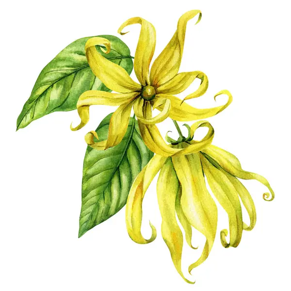 Yeşil yapraklı Ylang ylang çiçeği tropikal spa dekoru esaslı yağ ambalajı ve botanik klipleri için suluboya resimleme. Yüksek kaliteli illüstrasyon