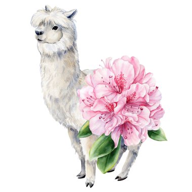 Büyük pembe rhododendron çiçekleri ve beyaz arka planda yeşil yapraklı suluboya beyaz alpaka. Yüksek kaliteli illüstrasyon